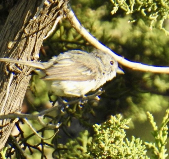 Gray Vireo - ML621886022