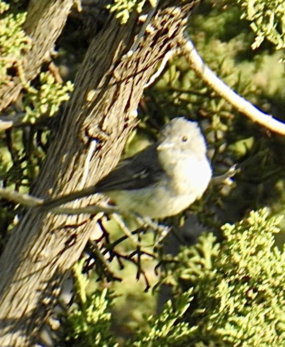 Gray Vireo - Brian Ison