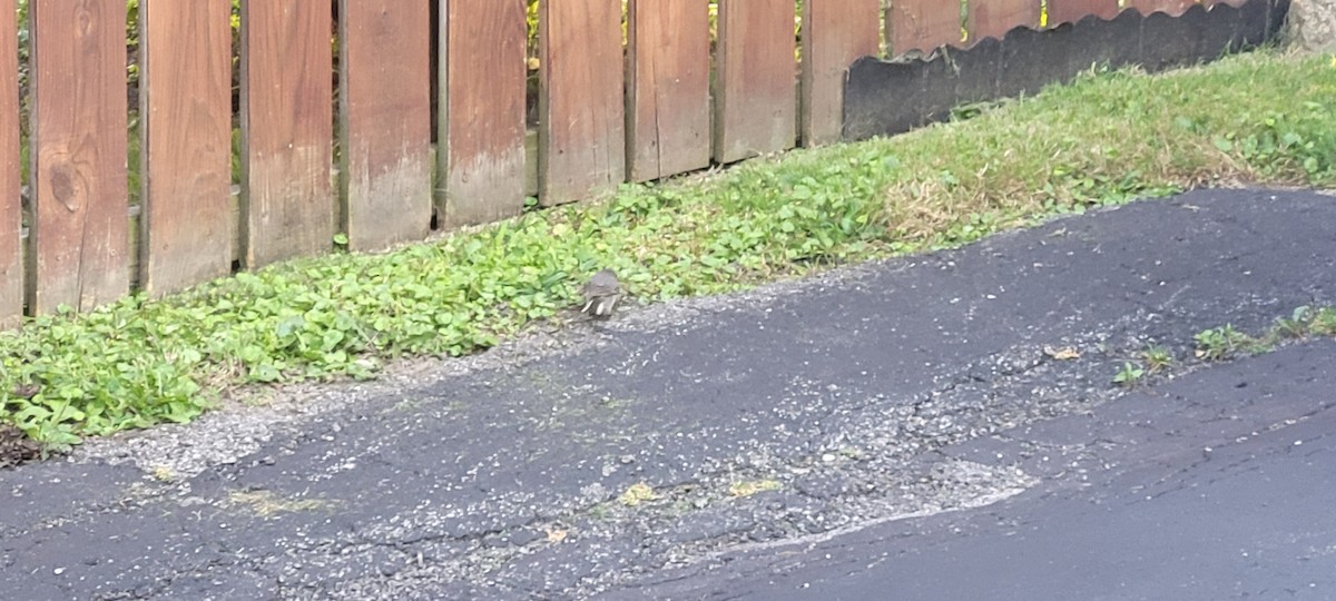 Dark-eyed Junco - ML621886024