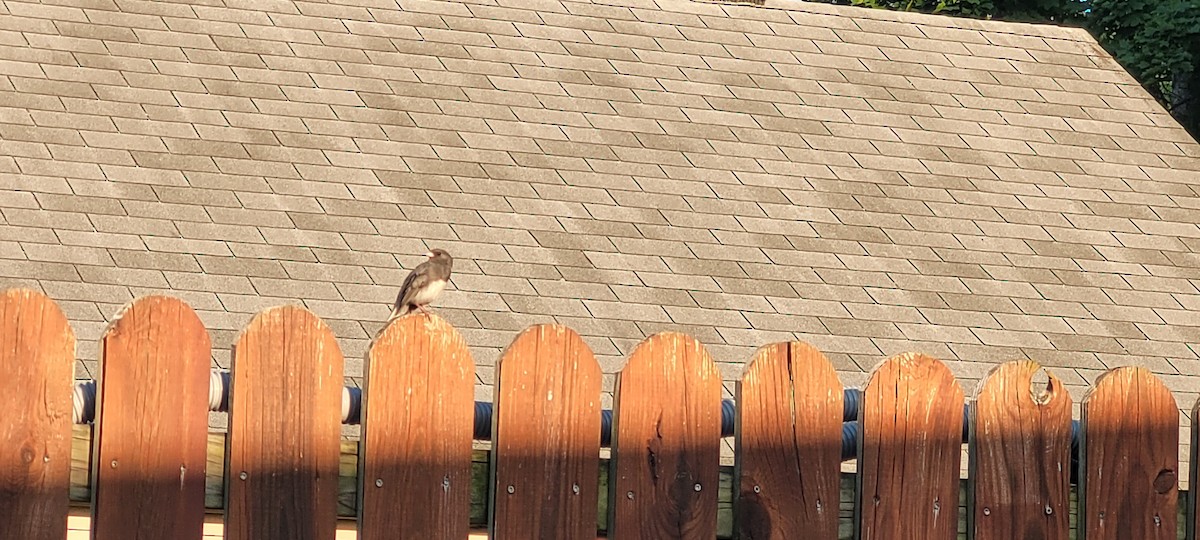 Dark-eyed Junco - ML621886025