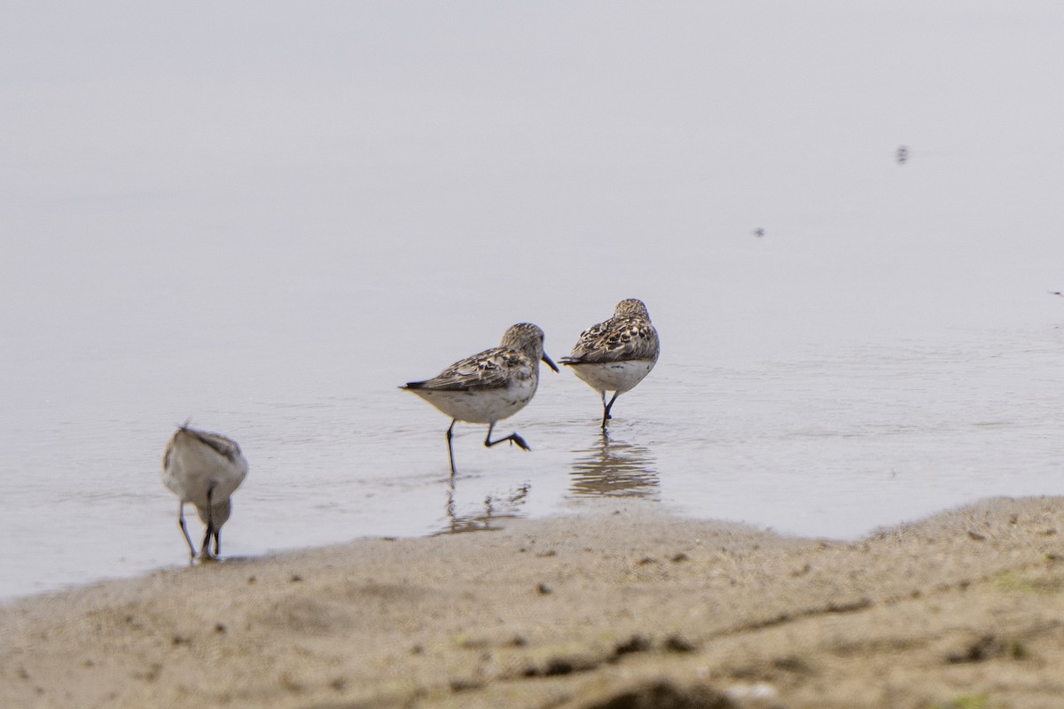 Western Sandpiper - ML621886026