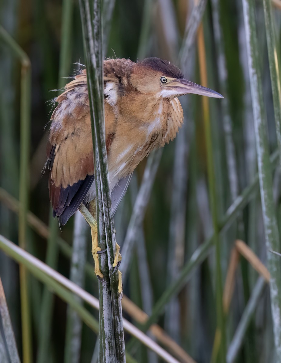 Least Bittern - ML621886027