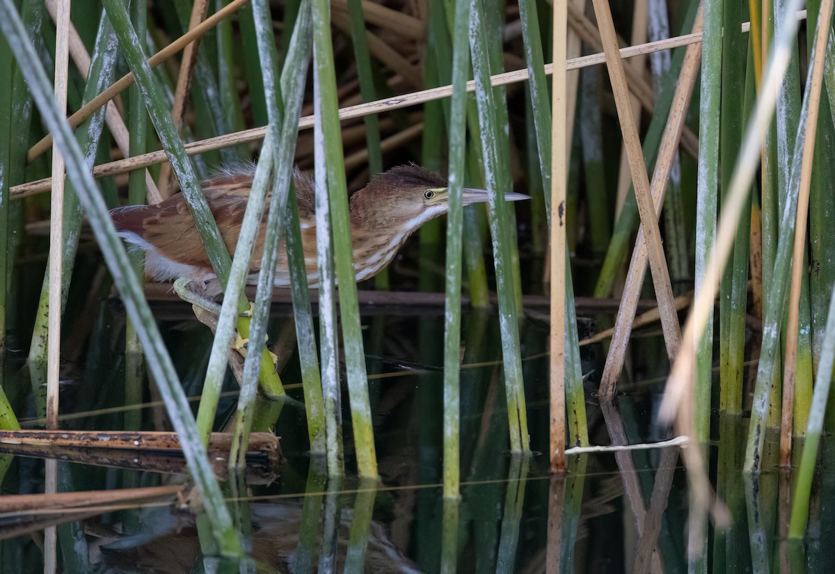 Least Bittern - ML621886029