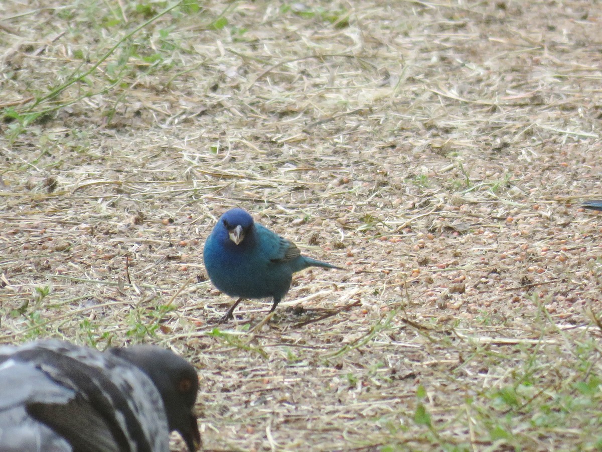 Indigo Bunting - ML621886030