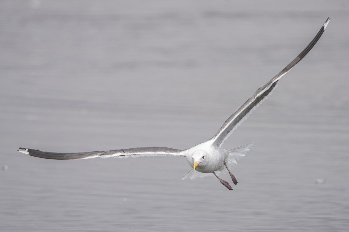 Western Gull - ML621886031