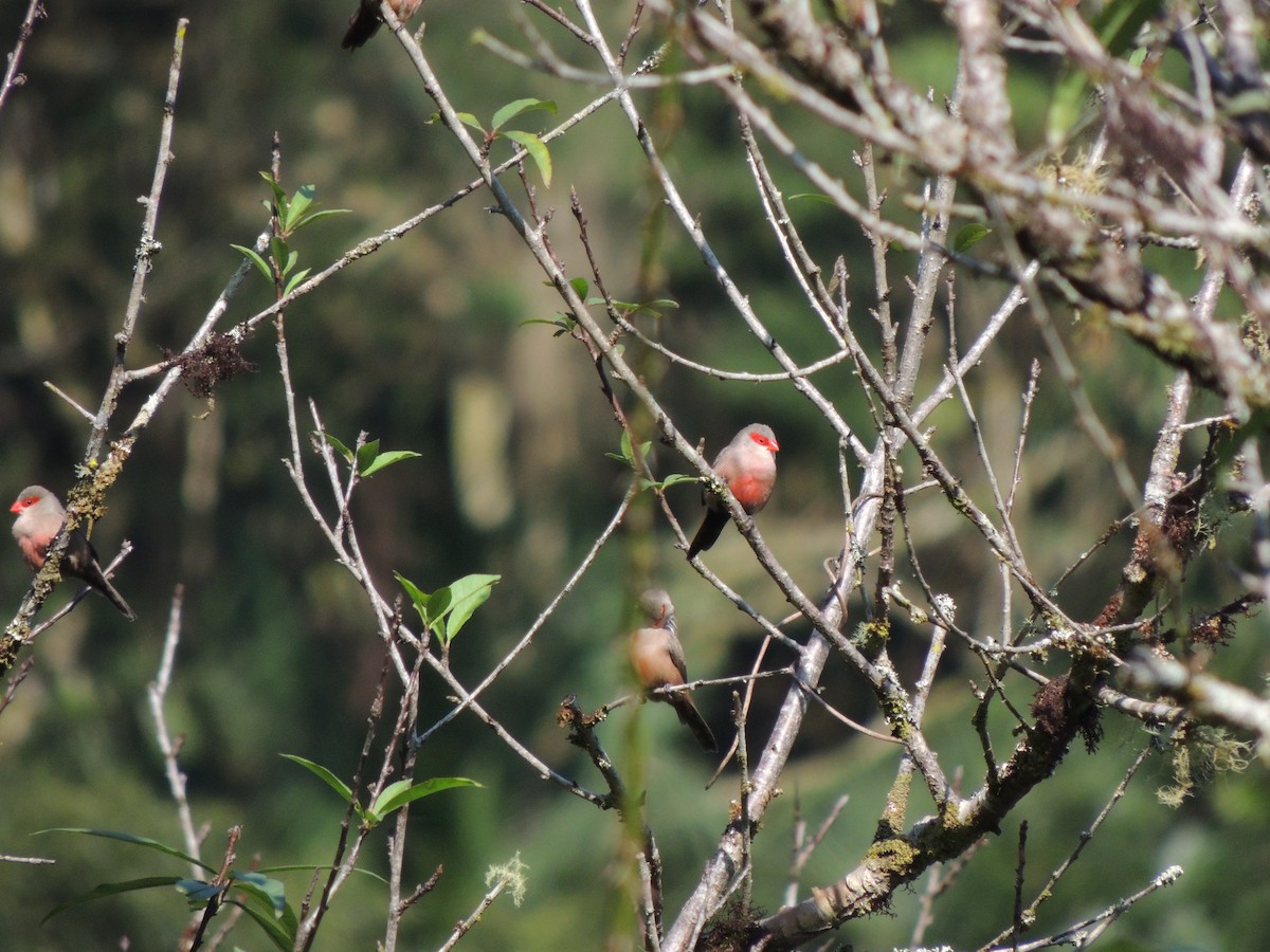 Common Waxbill - ML621886032