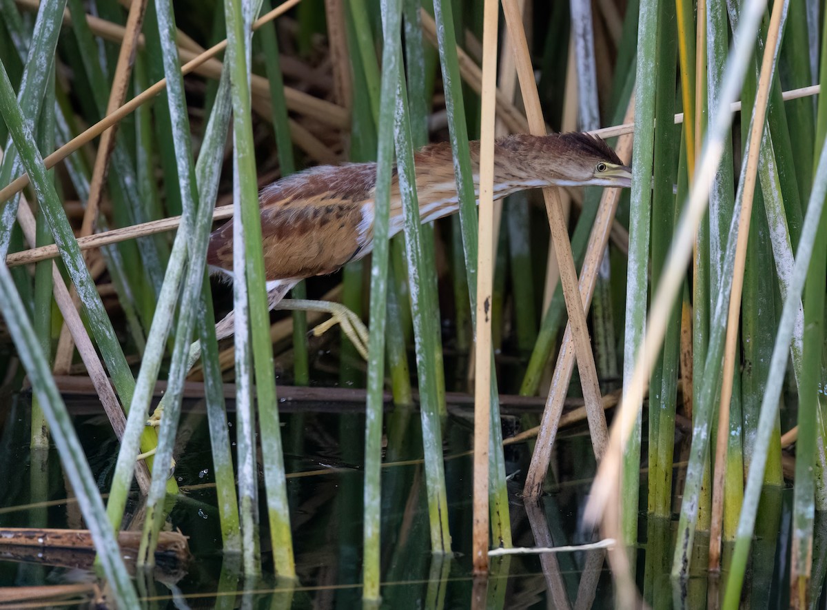 Least Bittern - ML621886033