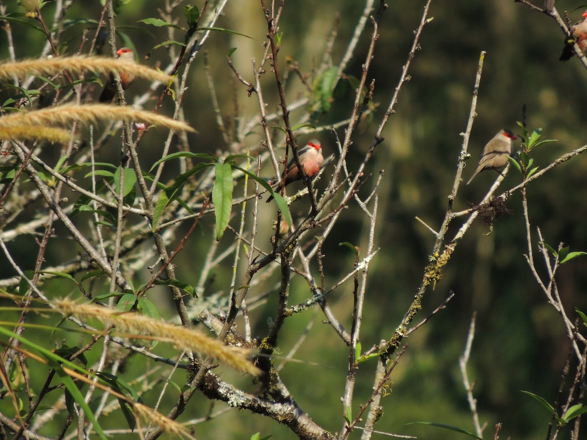 Common Waxbill - ML621886034