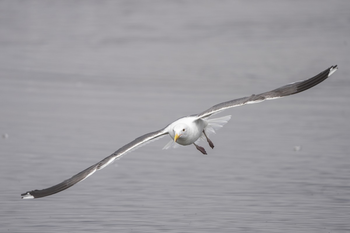 Western Gull - ML621886035