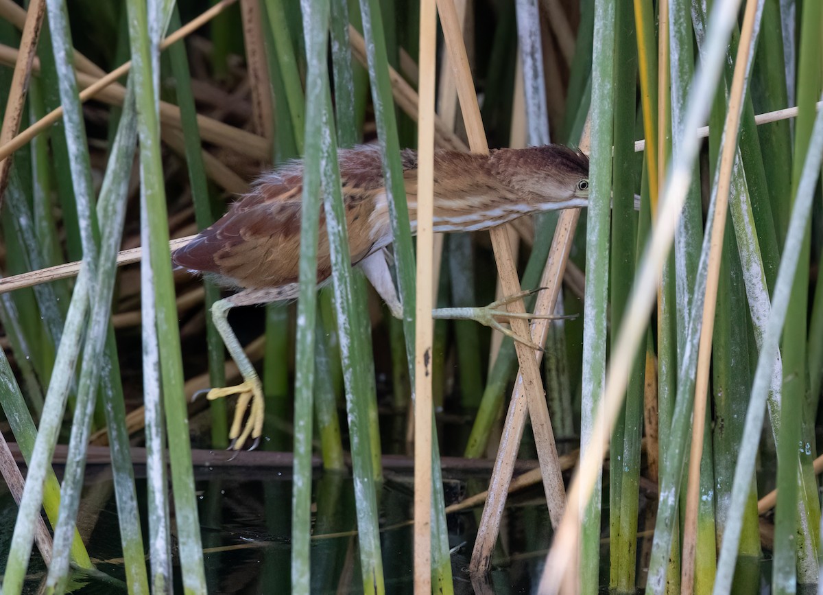 Least Bittern - ML621886036