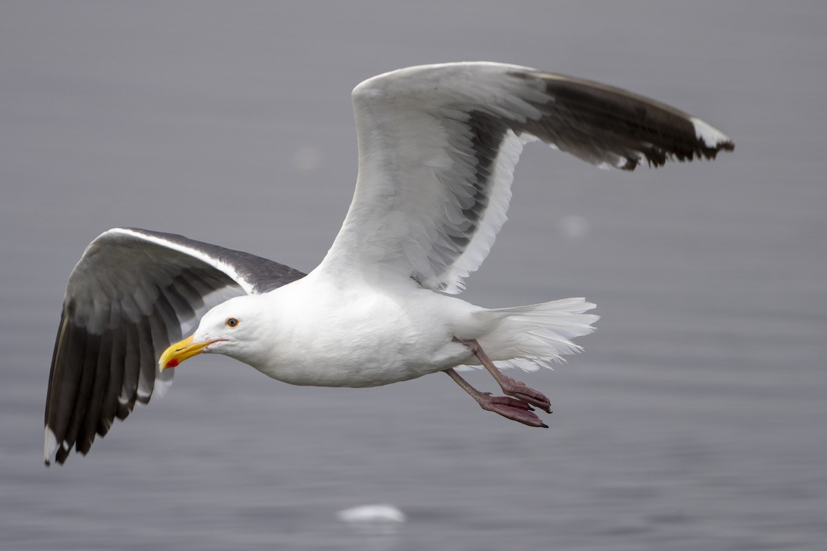 Western Gull - ML621886037