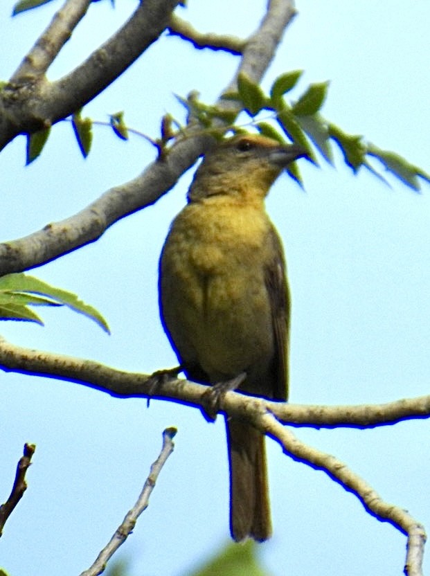 Hepatic Tanager (Northern) - ML621886044