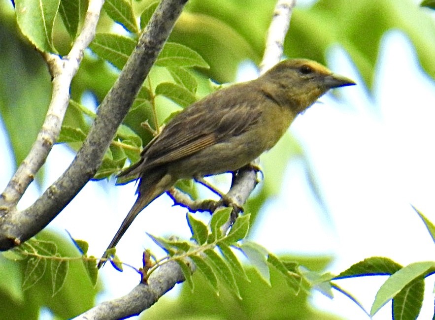 Hepatic Tanager (Northern) - ML621886045
