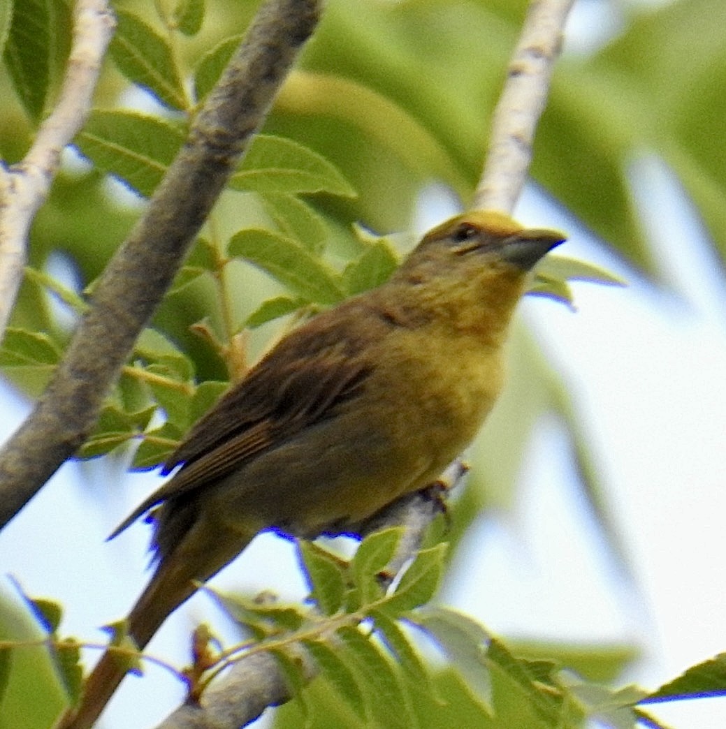 Hepatic Tanager (Northern) - ML621886046