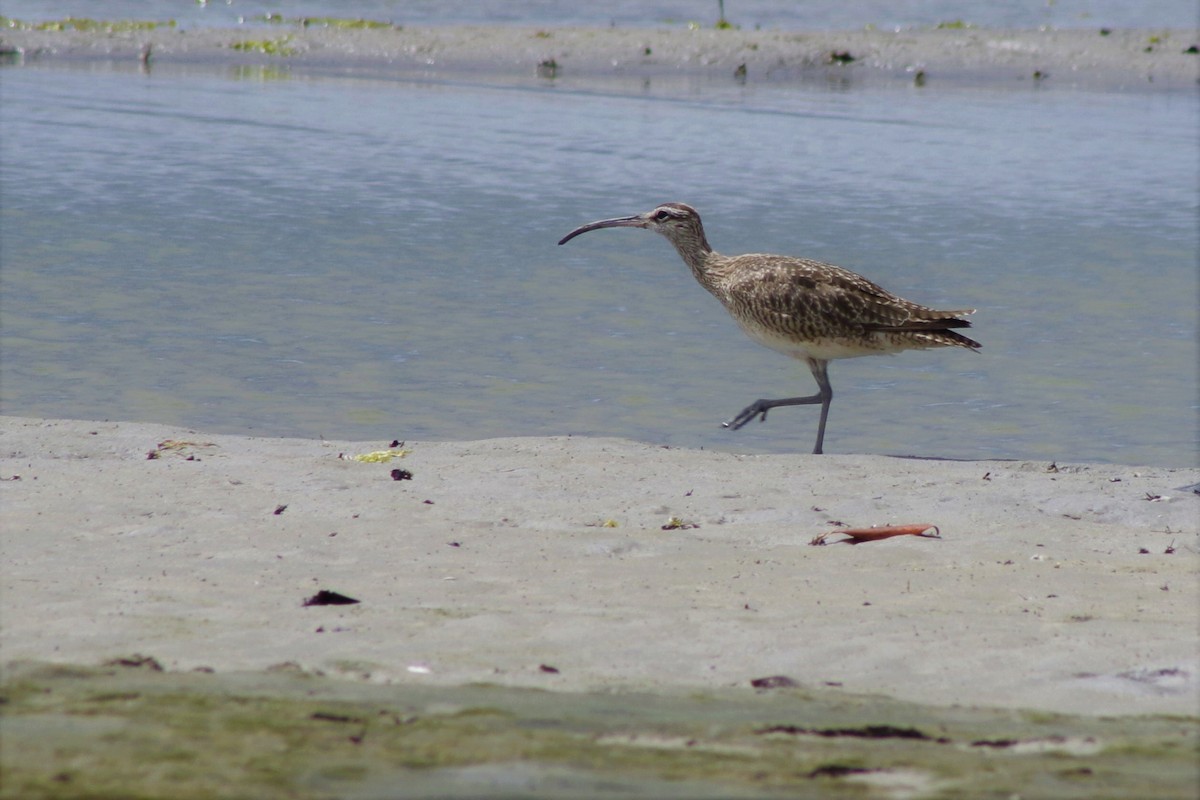 Whimbrel (Hudsonian) - ML621886047