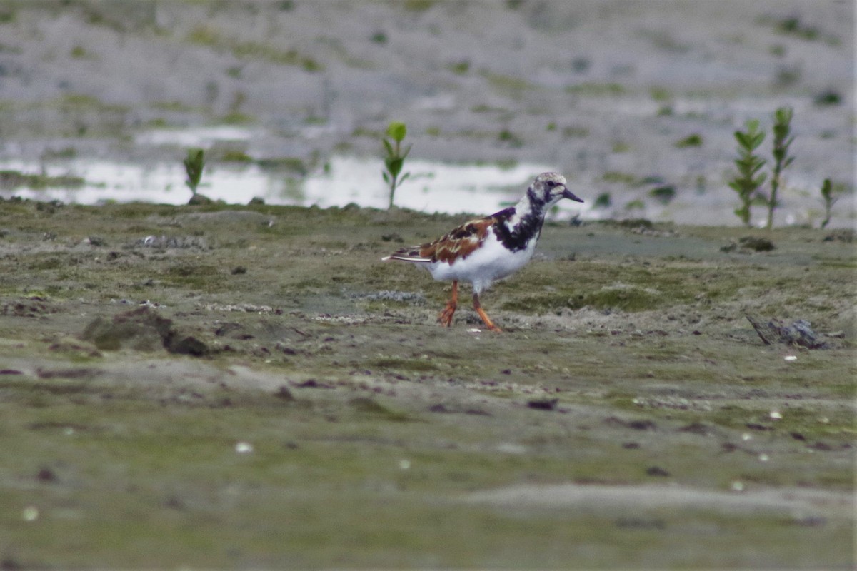 Ruddy Turnstone - Eduardo Paschoalini