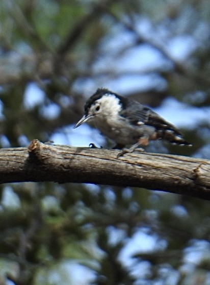 White-breasted Nuthatch (Interior West) - ML621886052