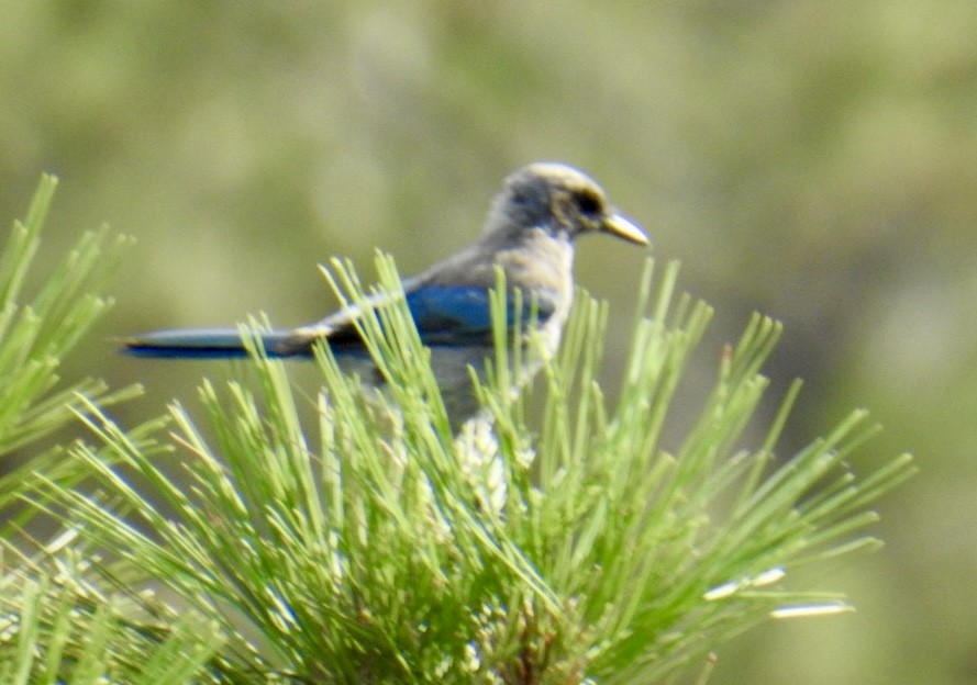 Woodhouse's Scrub-Jay (Woodhouse's) - ML621886055