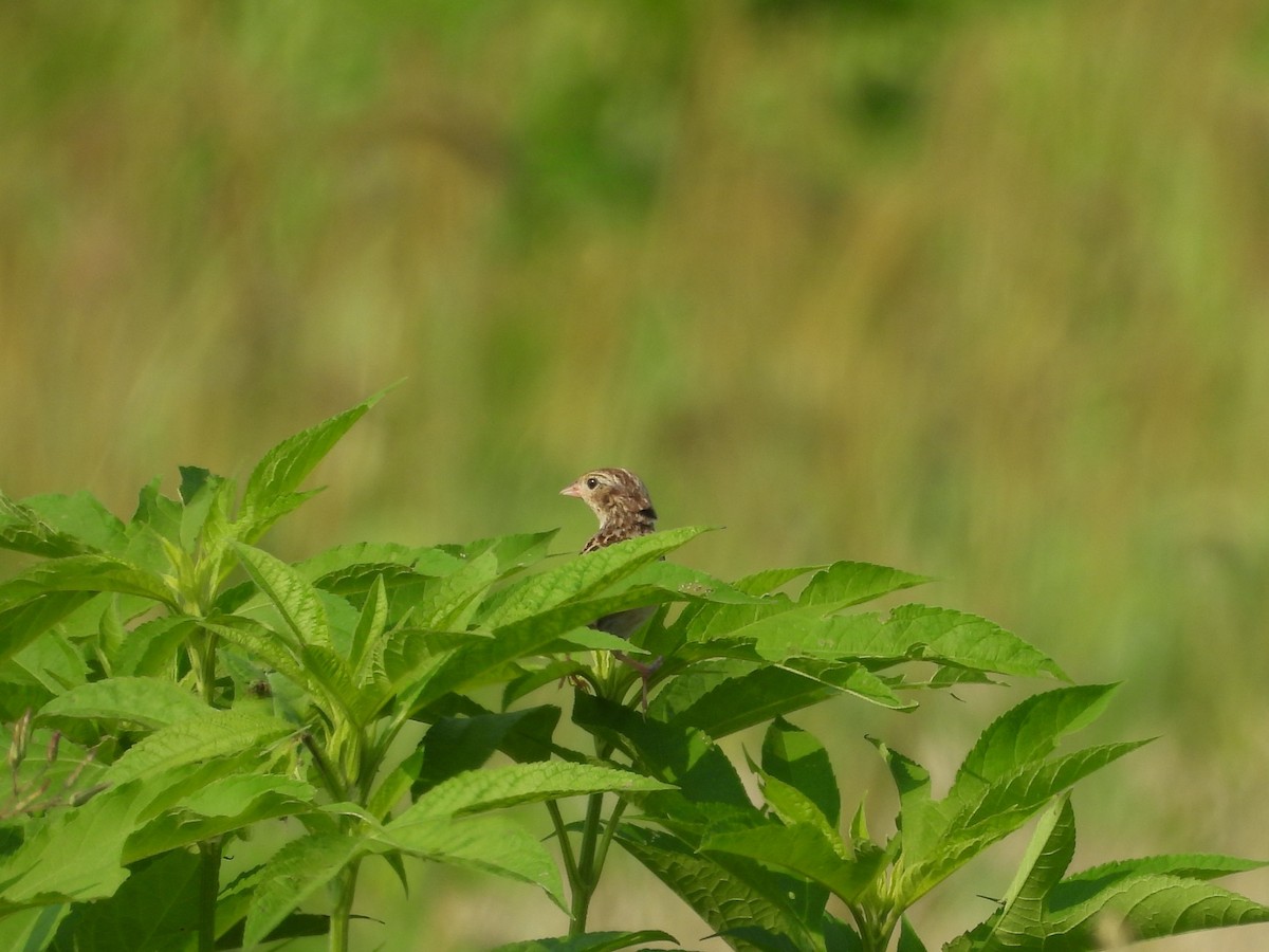 Grasshopper Sparrow - ML621886058