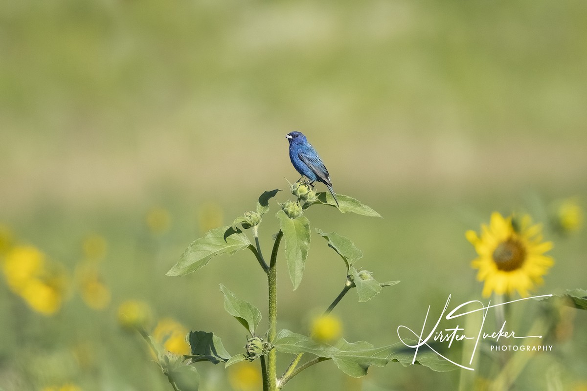 Indigo Bunting - ML621886062