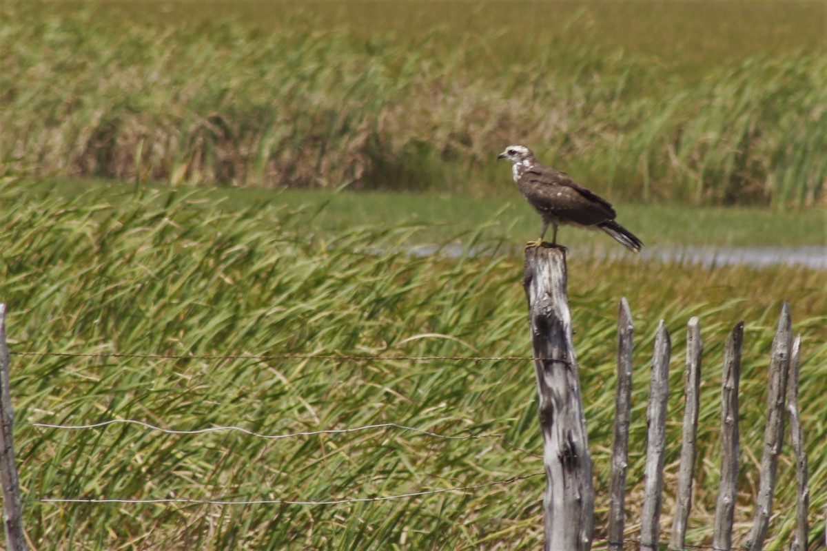 Snail Kite - ML621886063