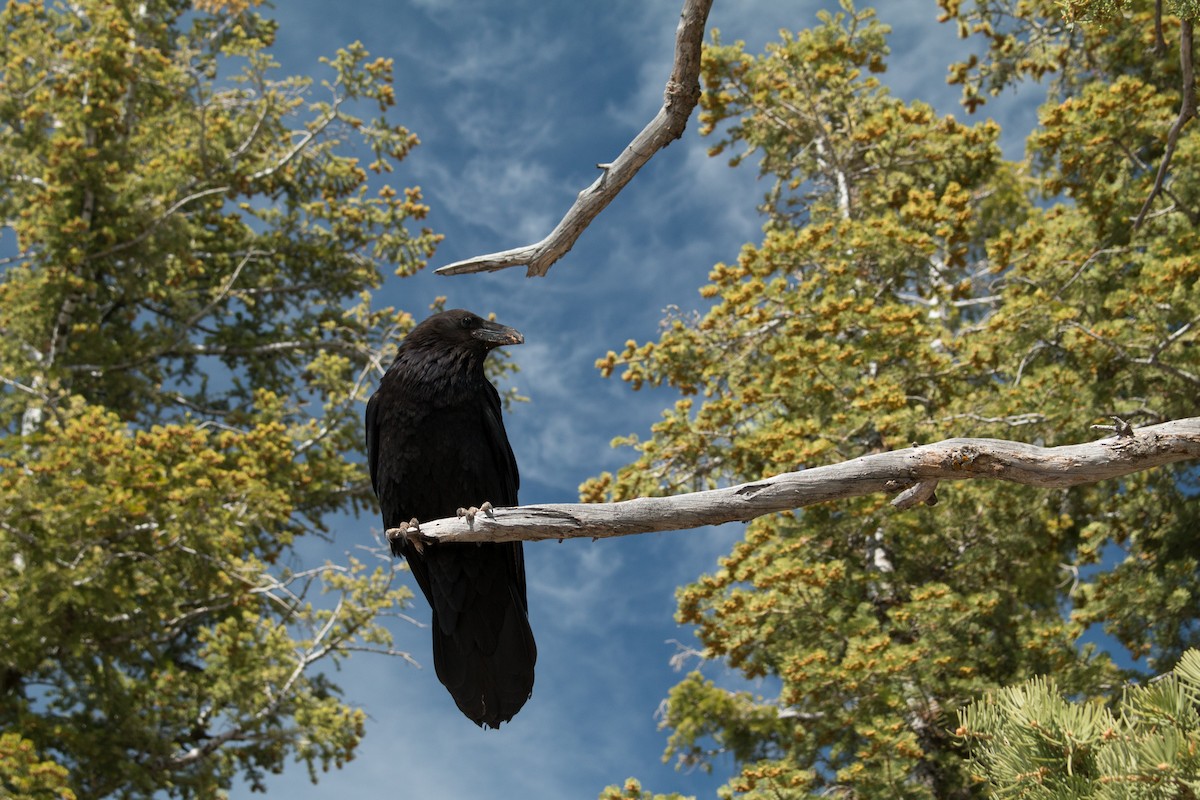 Common Raven - ML621886065