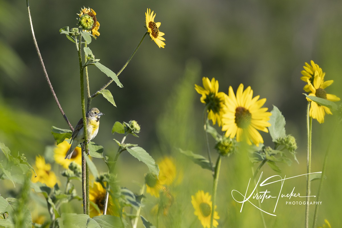 Dickcissel - ML621886066