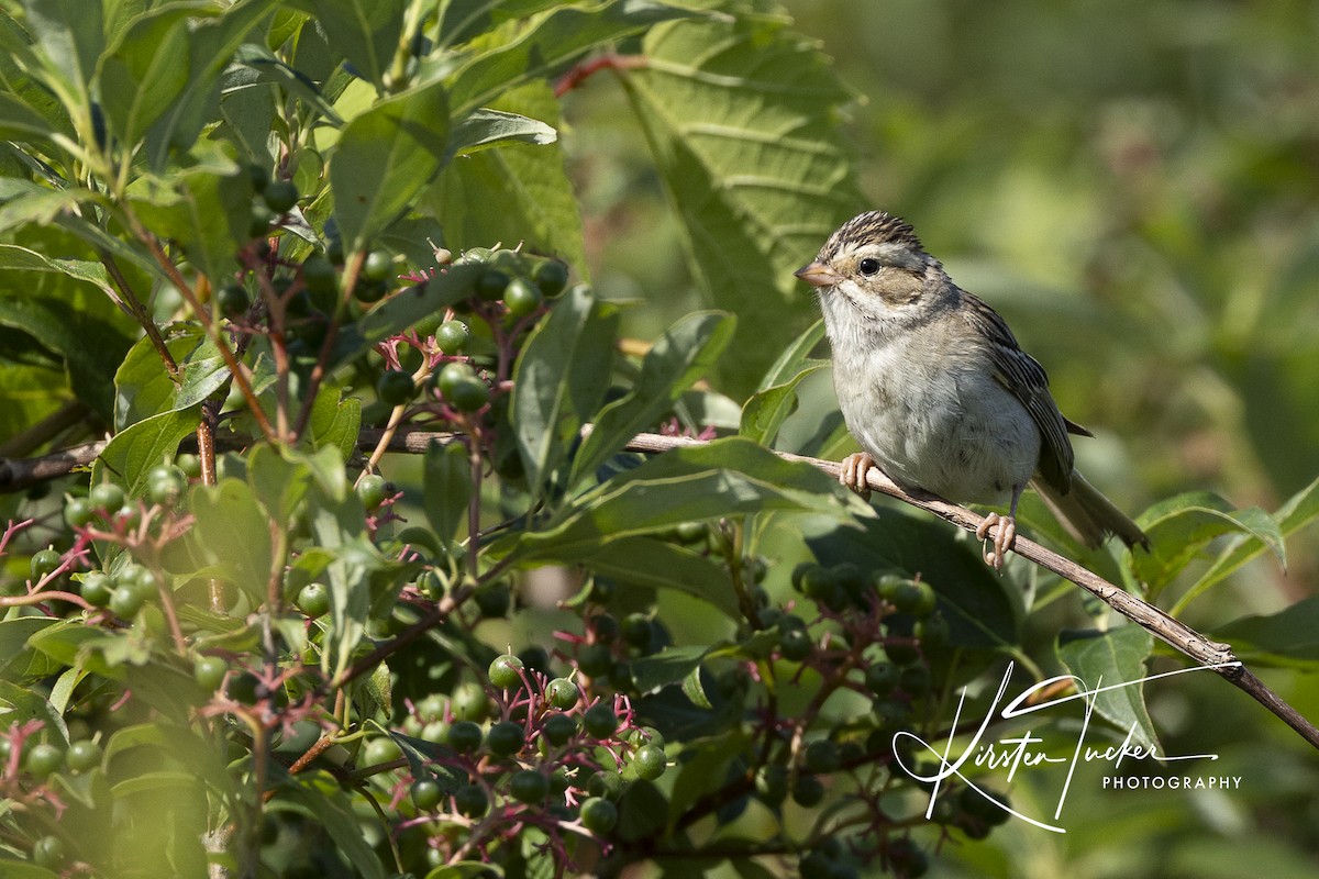 Clay-colored Sparrow - ML621886068