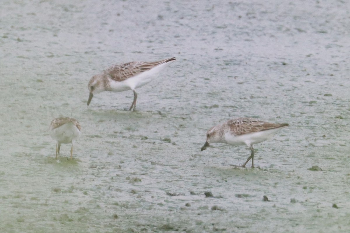 Semipalmated Sandpiper - ML621886069