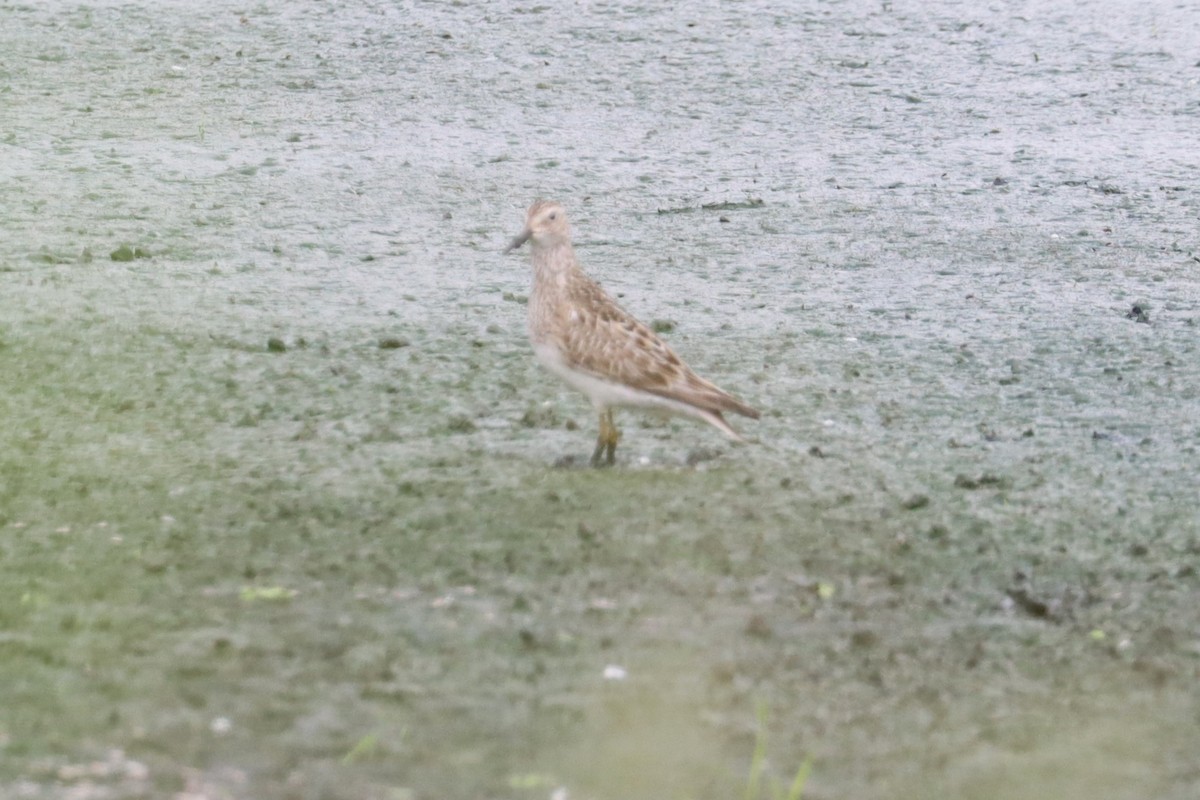 Pectoral Sandpiper - ML621886072