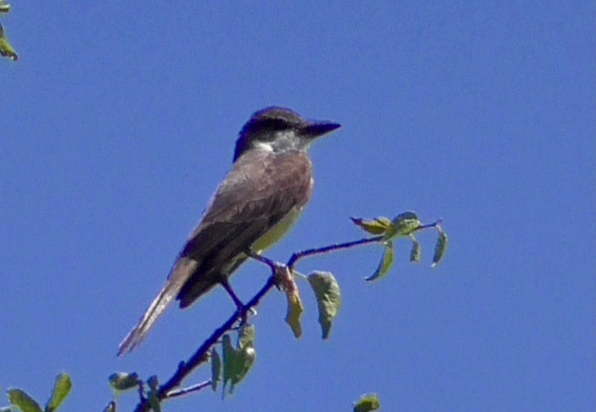 Thick-billed Kingbird - ML621886075