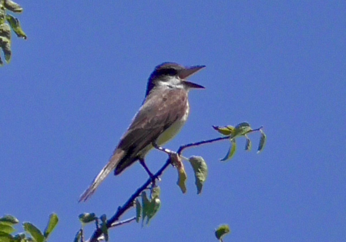 Thick-billed Kingbird - ML621886076