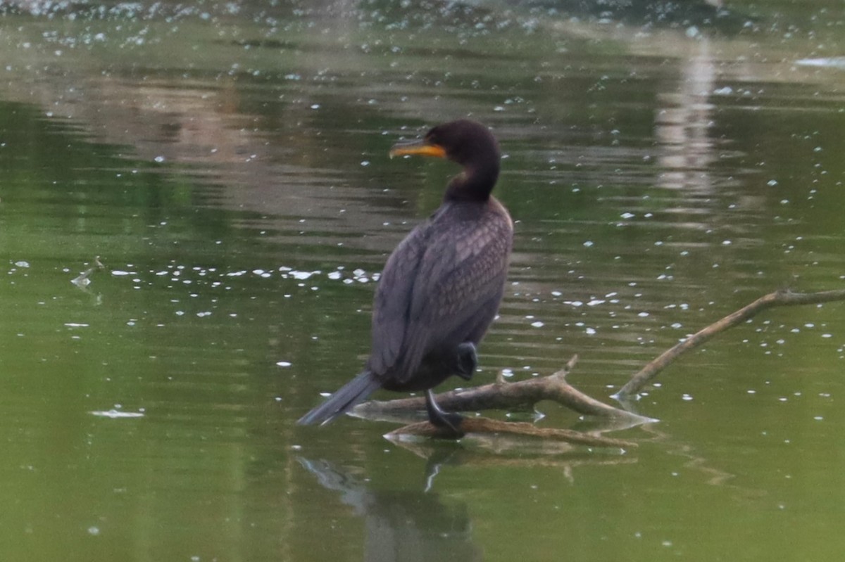 Cormorán Orejudo - ML621886077