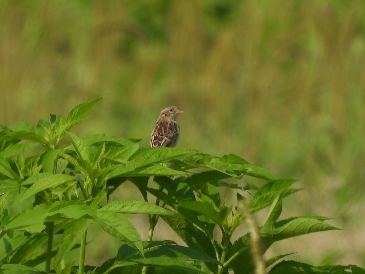 Grasshopper Sparrow - ML621886078