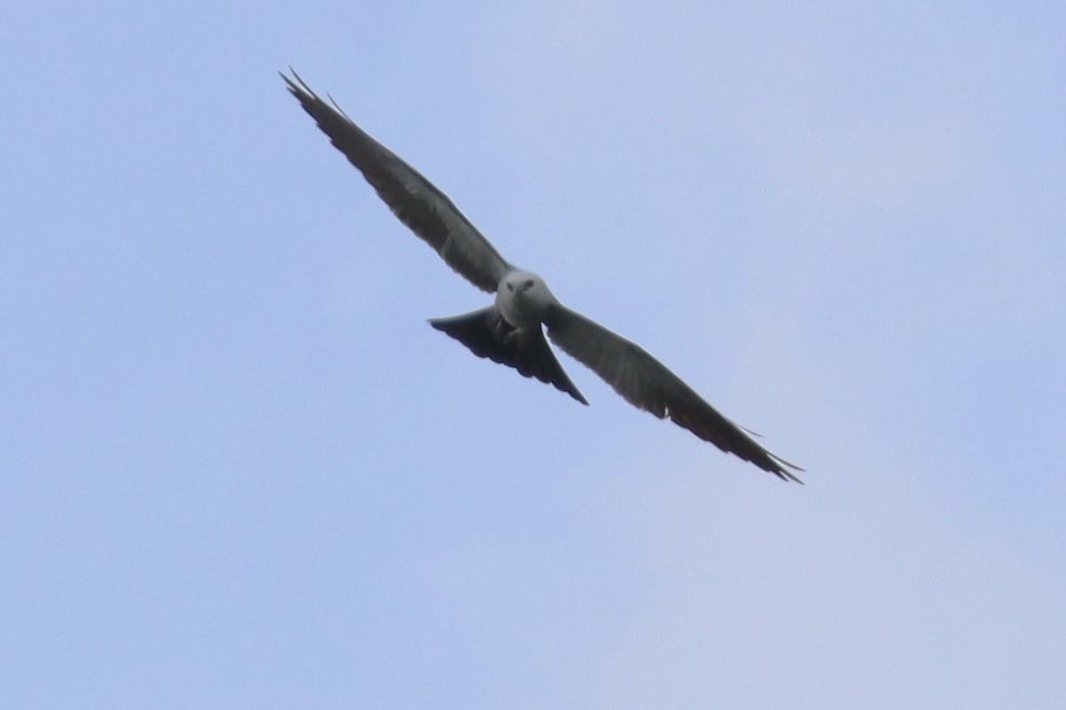 Mississippi Kite - Wayne Patterson