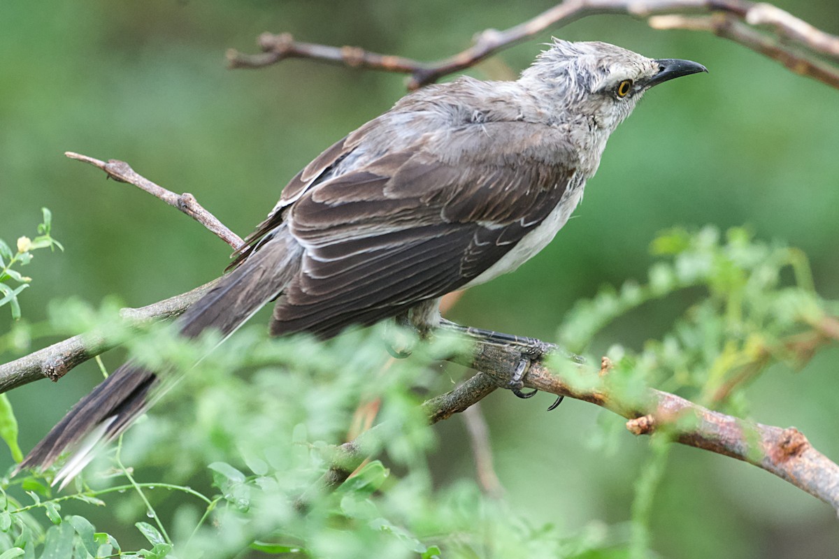 Tropical Mockingbird - ML621886081