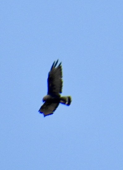 Zone-tailed Hawk - ML621886084