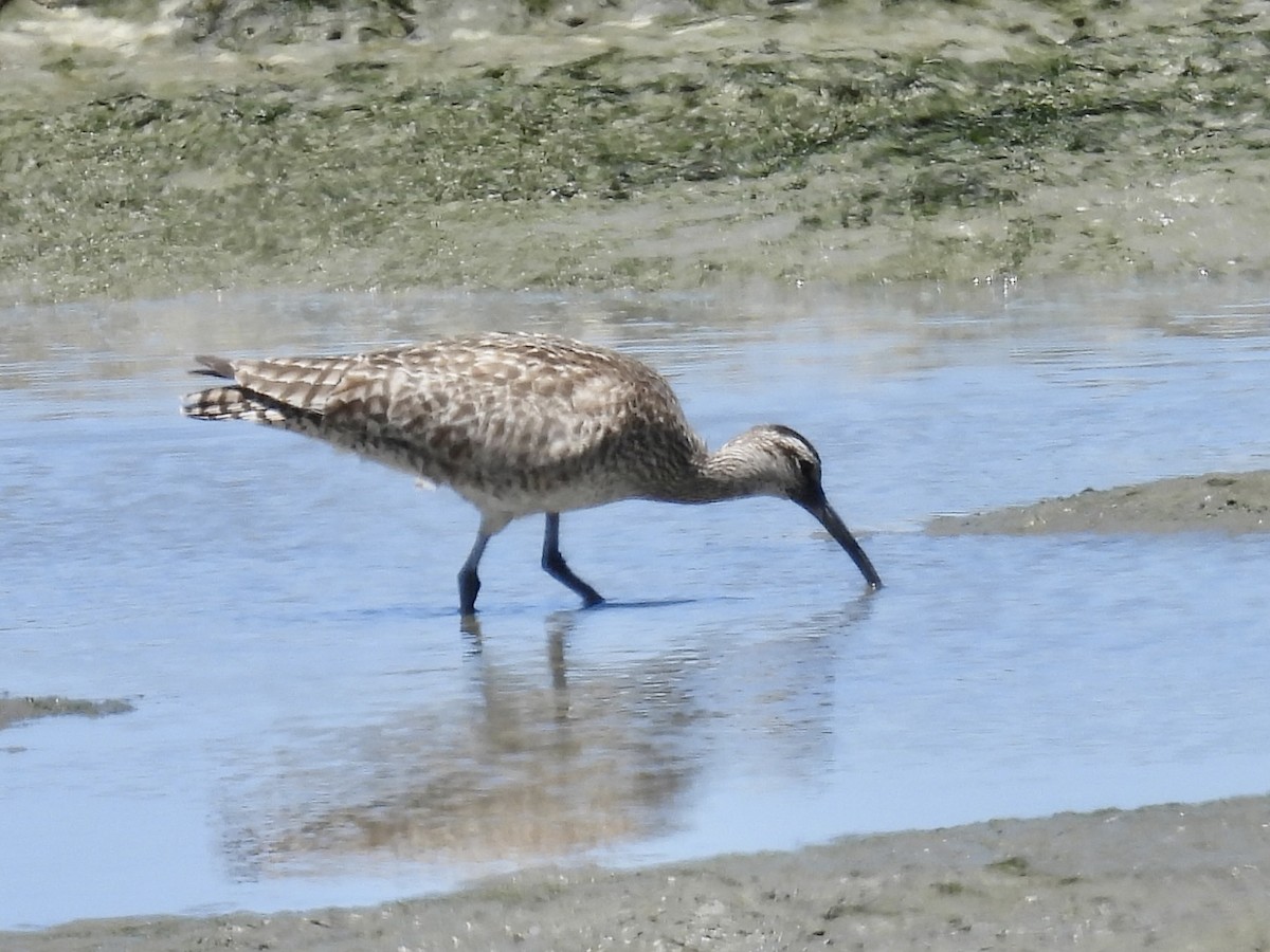 Whimbrel - ML621886085