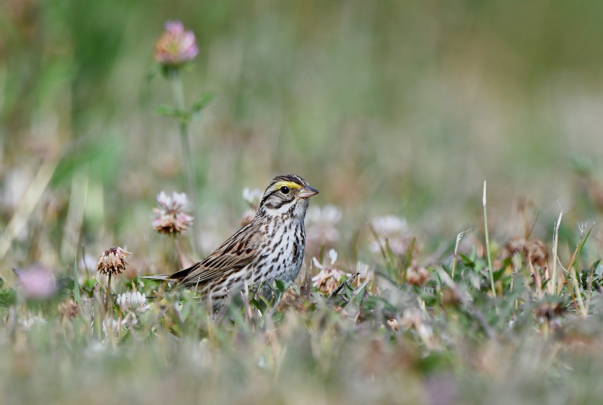 Savannah Sparrow - ML621886086