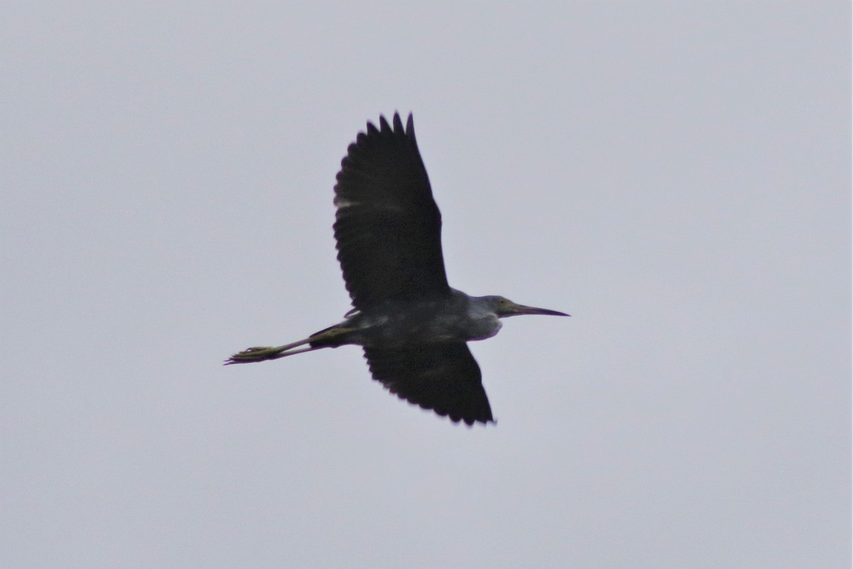 Little Blue Heron - ML621886090