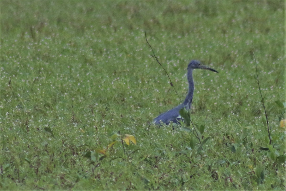 Little Blue Heron - ML621886091