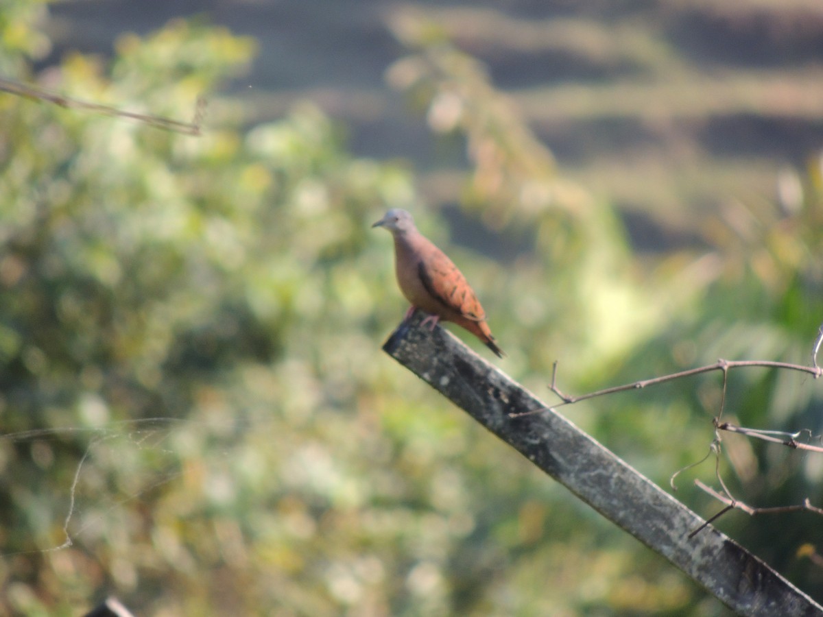 Ruddy Ground Dove - ML621886093