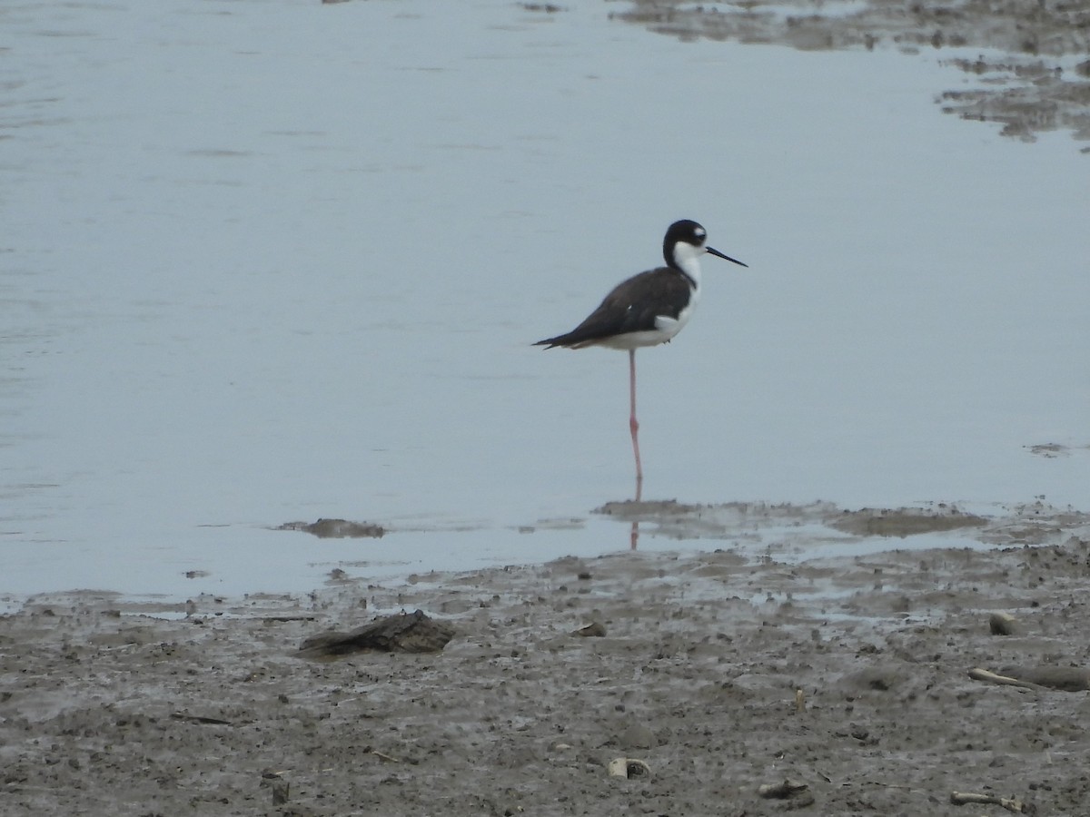 Black-necked Stilt - ML621886094