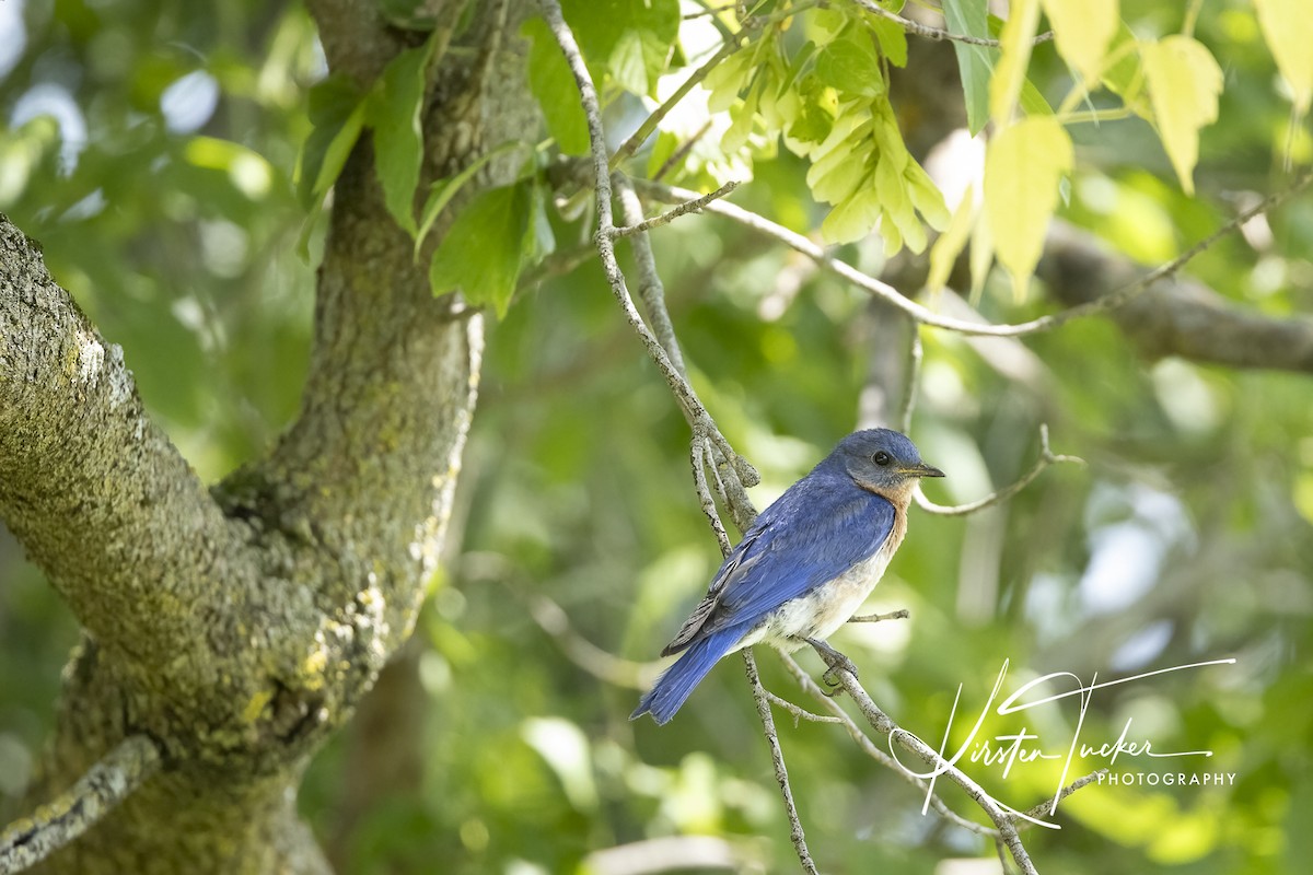 Eastern Bluebird - Kirsten Tucker