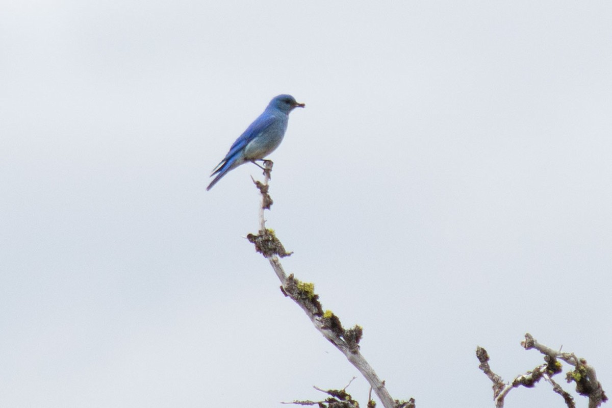 Mountain Bluebird - ML621886108