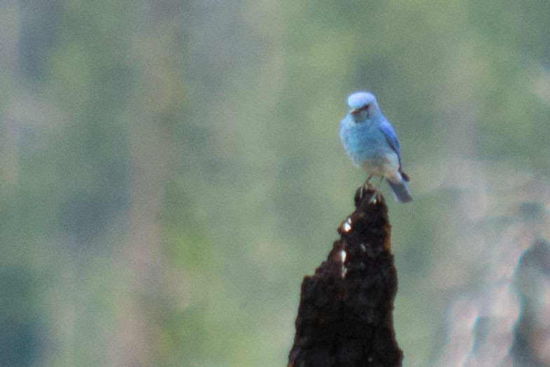 Mountain Bluebird - ML621886109