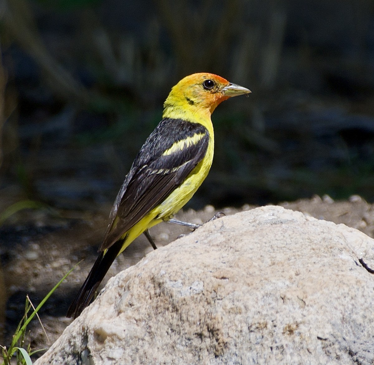 Western Tanager - ML621886110