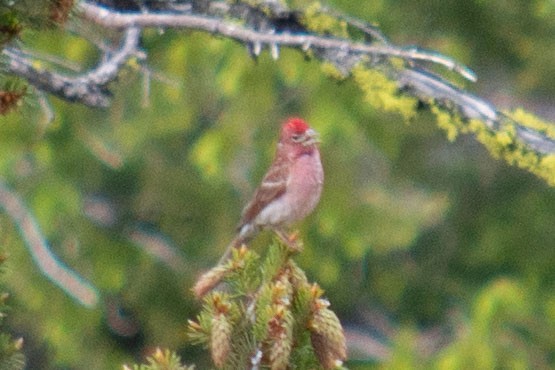 Purple Finch - ML621886111