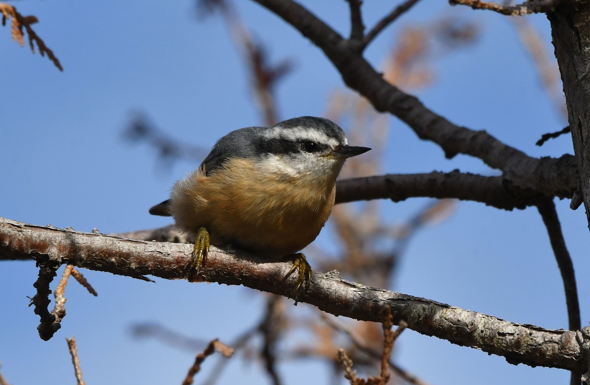 Red-breasted Nuthatch - ML621886112