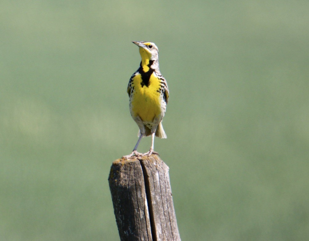 Western Meadowlark - ML621886113